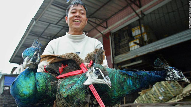 중국 광저우 야생동물 시장 (출처 : CNN)