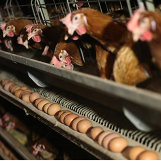 ‘살충제 달걀’ 원인으로 지목된 ‘밀집 사육’…무엇이 문제?