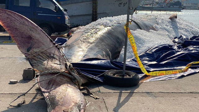 제주 비양도 인근 해상에서 발견된 13m 길이의 참고래 사체