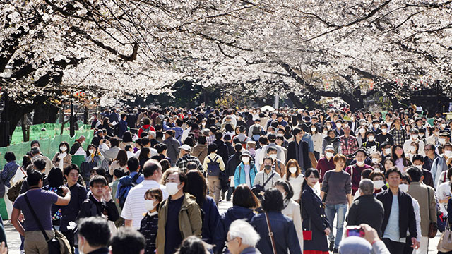 주말을 맞은 지난 21일, 많은 시민이 일본 도쿄 우에노 공원에서 만개한 벚꽃을 구경하고 있다. (교도=연합)