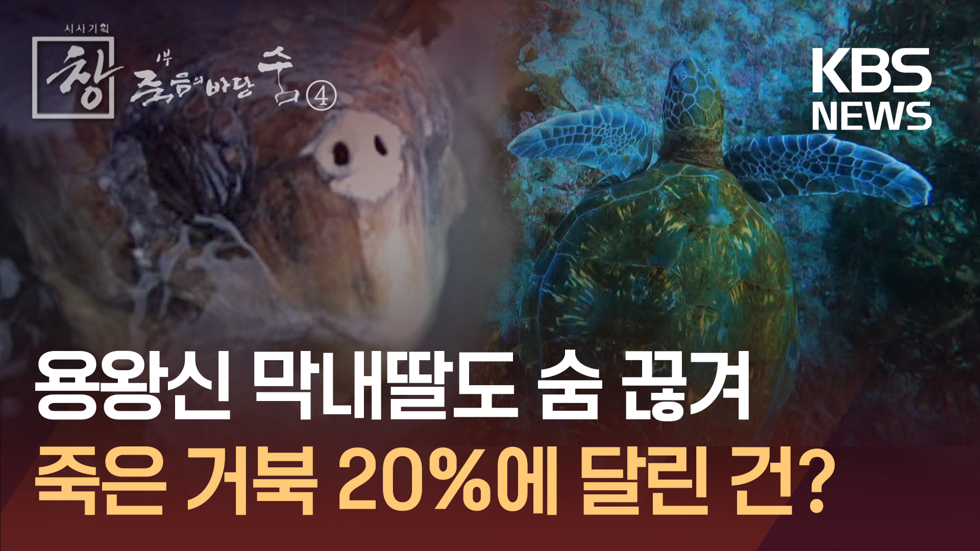 인간이 앗아간 ‘용왕신 막내딸’ 목숨…죽은 바다거북 20%에 달린 건?