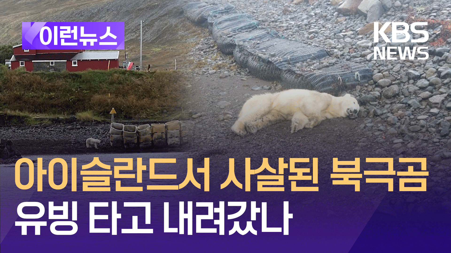 쓰레기 뒤지다 사살된 북극곰…유빙 타고 내려왔나