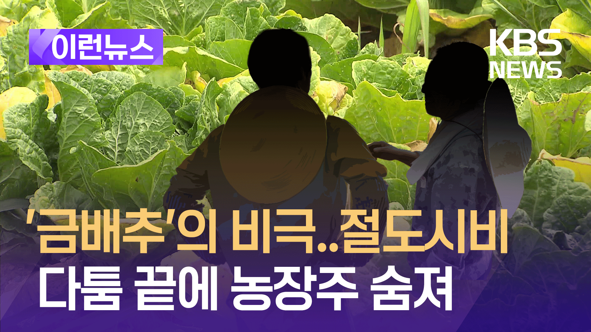 ‘금배추’의 비극…배추 절도 시비 끝에 60대 농장주 숨져