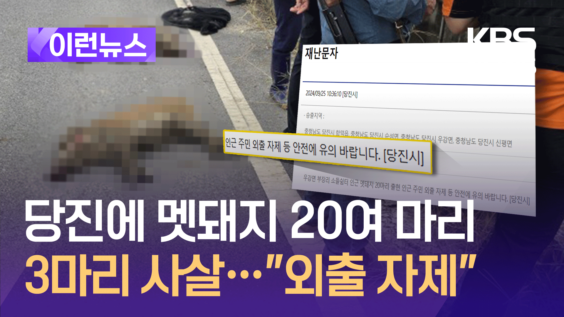 충남 당진에 멧돼지 20여 마리 출몰…3마리 사살