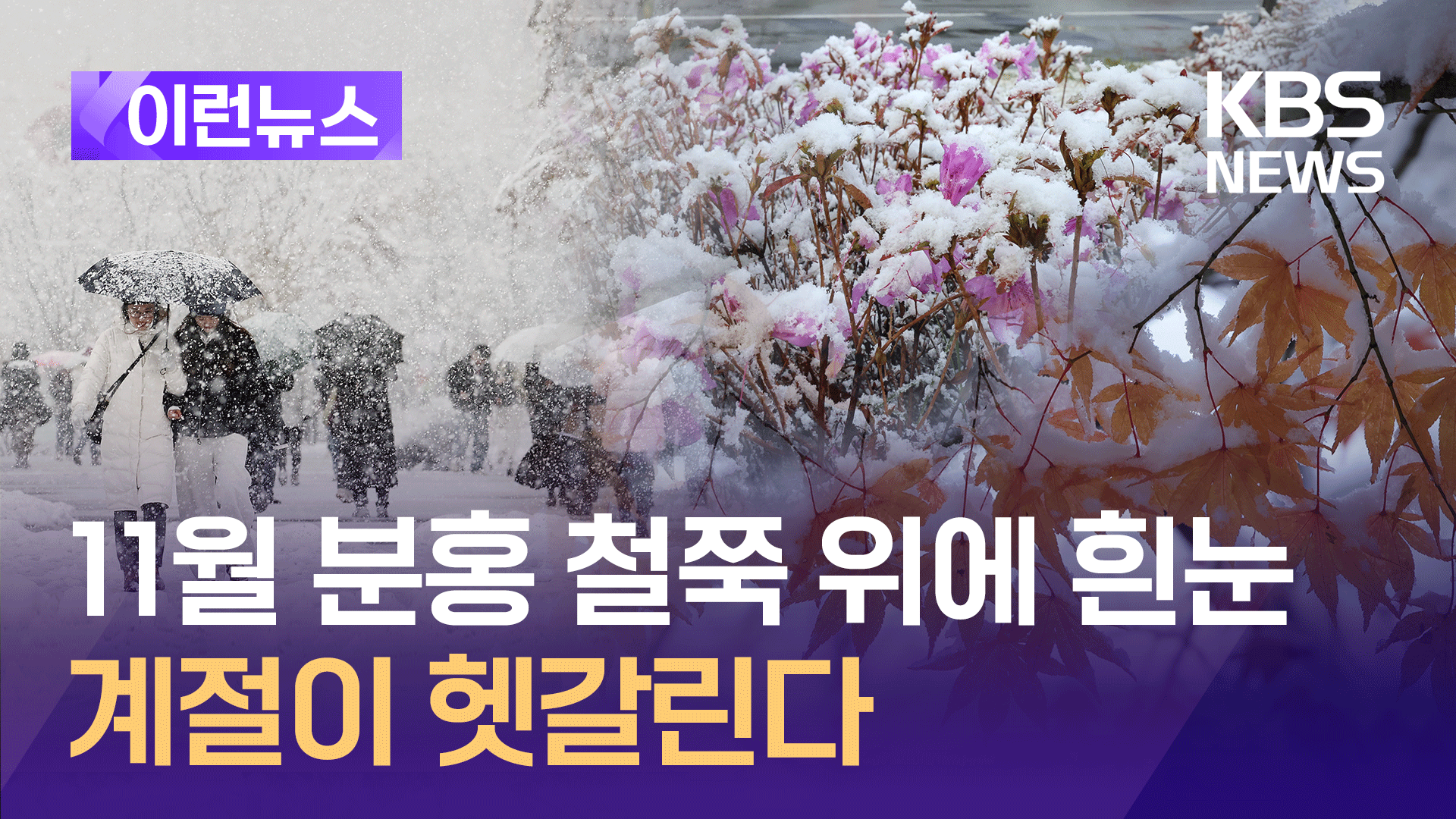 11월 폭설 맞은 철쭉과 단풍…“계절이 헷갈립니다” [이런뉴스]