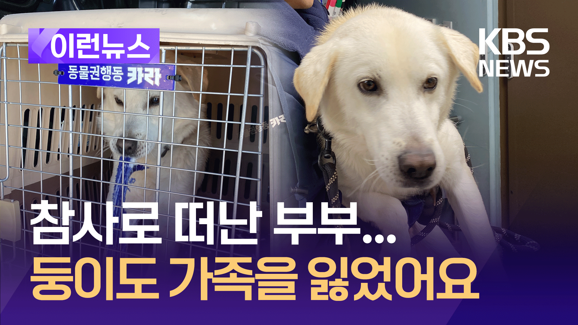 푸딩이 이어 ‘둥이’까지…남겨진 반려동물 상황은? [이런뉴스]