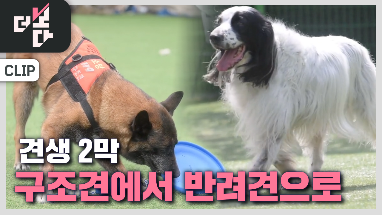 [더 보다] 수고한 너에게…구조견 ‘견생 2막’