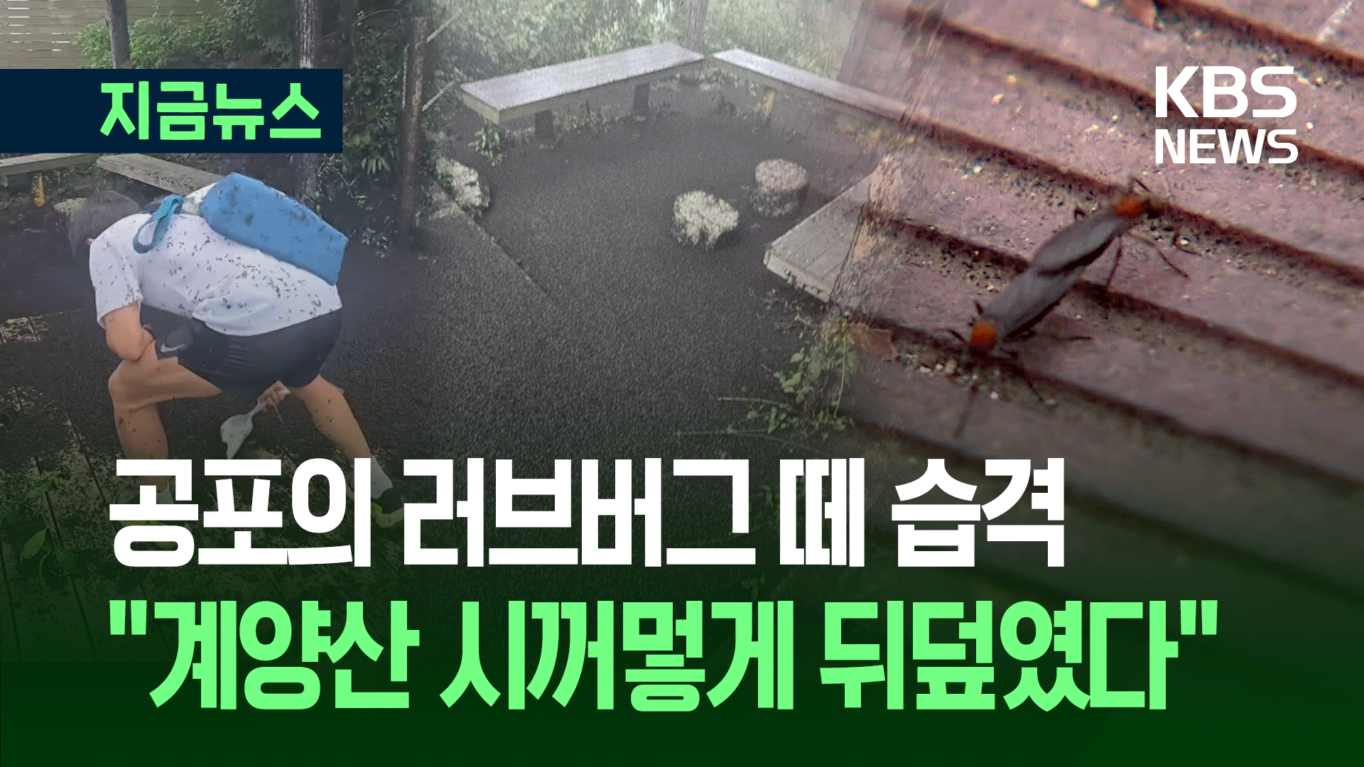 벌레 싫어하면 시청 금지…계양산 러브버그 습격 현장