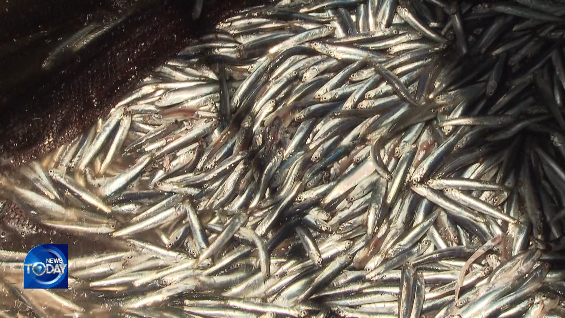 [News Today] Hotter sea slashes anchovy catch