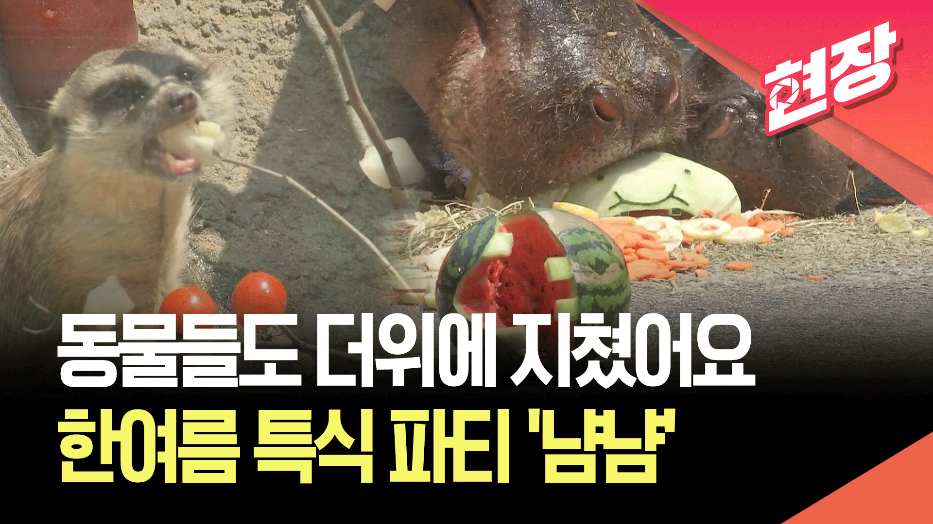 [영상] “호랑이는 얼음 케이크, 하마는 수박”…동물원 여름나기