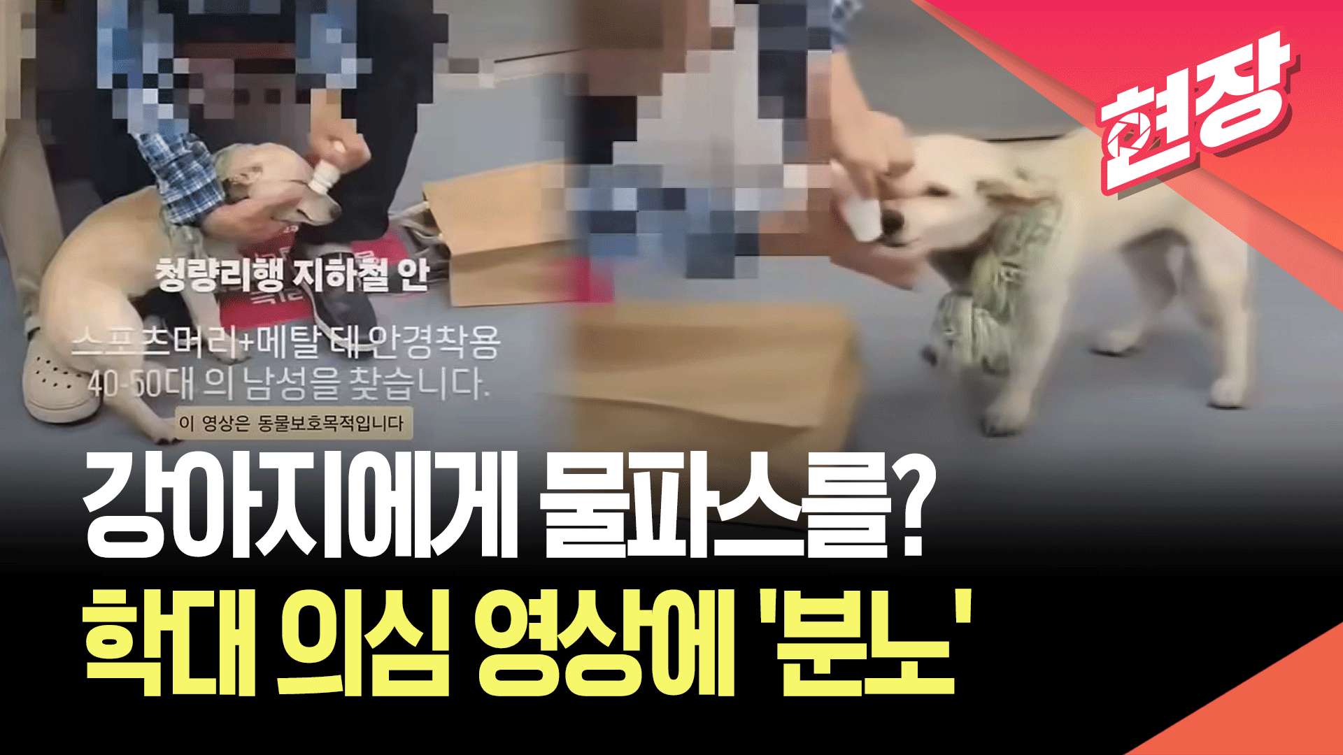 [영상] 강아지 온몸에 물파스를?…지하철 동물학대 논란