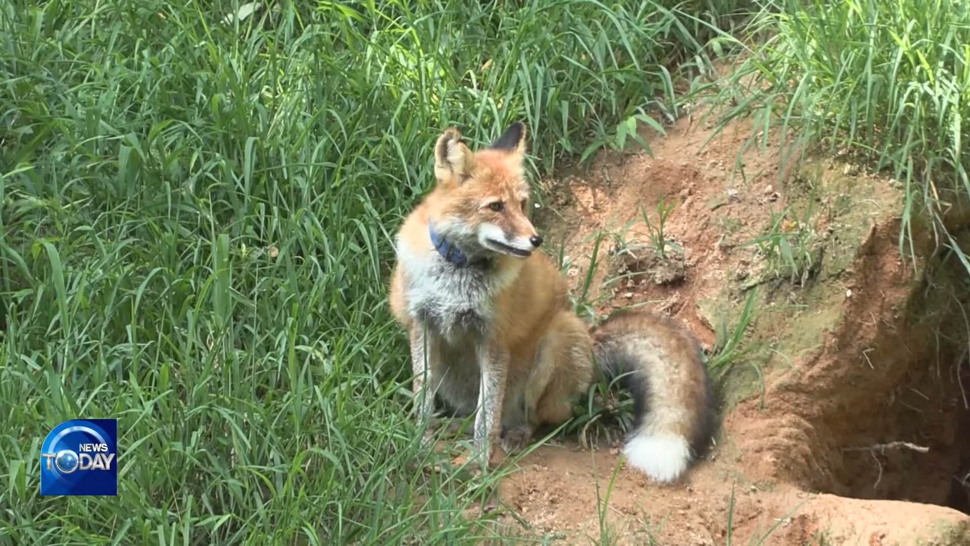 [News Today] Red foxes released into the wild