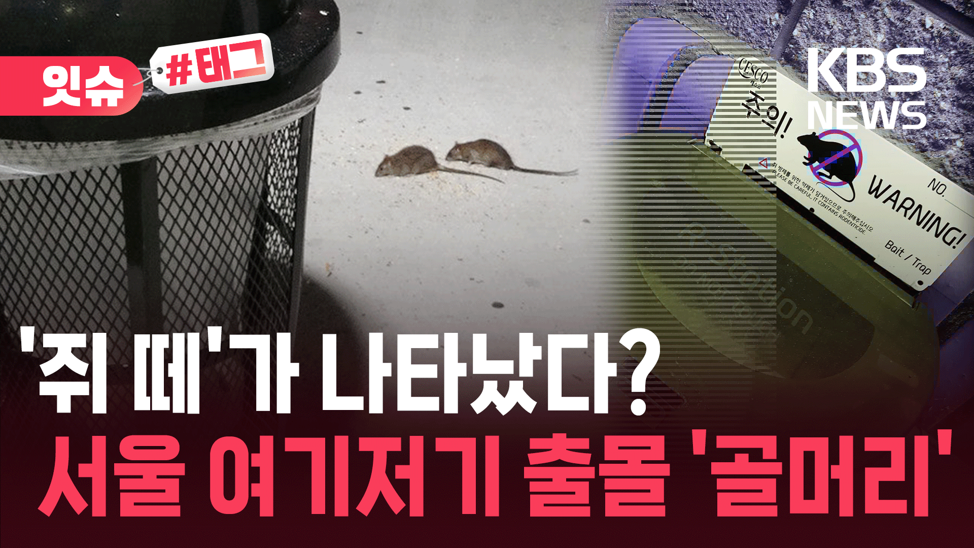 마치 뉴욕·파리처럼…서울 도심 속 ‘쥐 출몰’ 공포