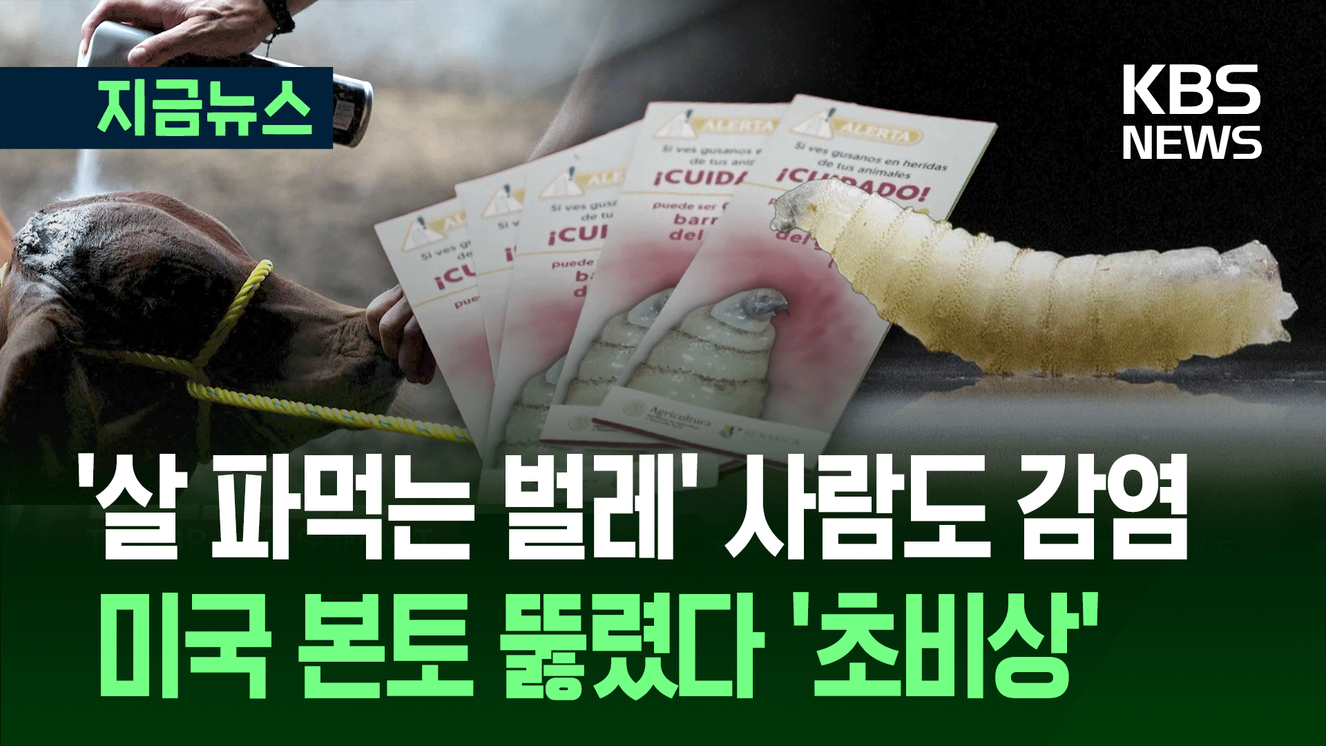 ‘살 파먹는 벌레’ 미국서 사람 감염…트럼프, ‘박멸’에 1조원 투입