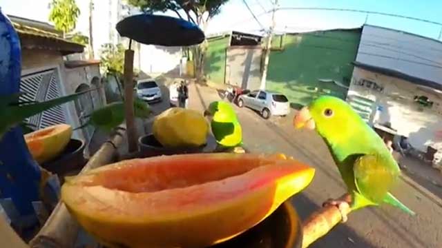 새들을 위한 도심 속 쉼터…브라질 ‘버드 리조트’