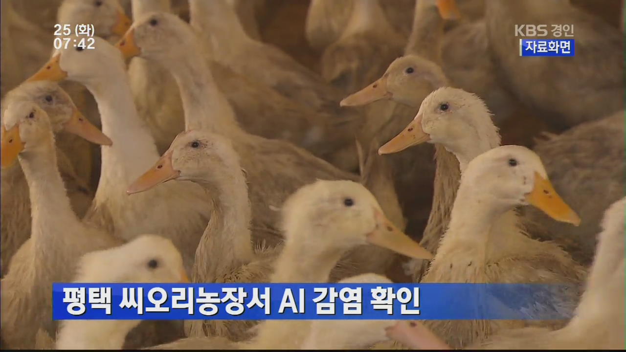 평택 씨오리농장서 AI 감염 확인