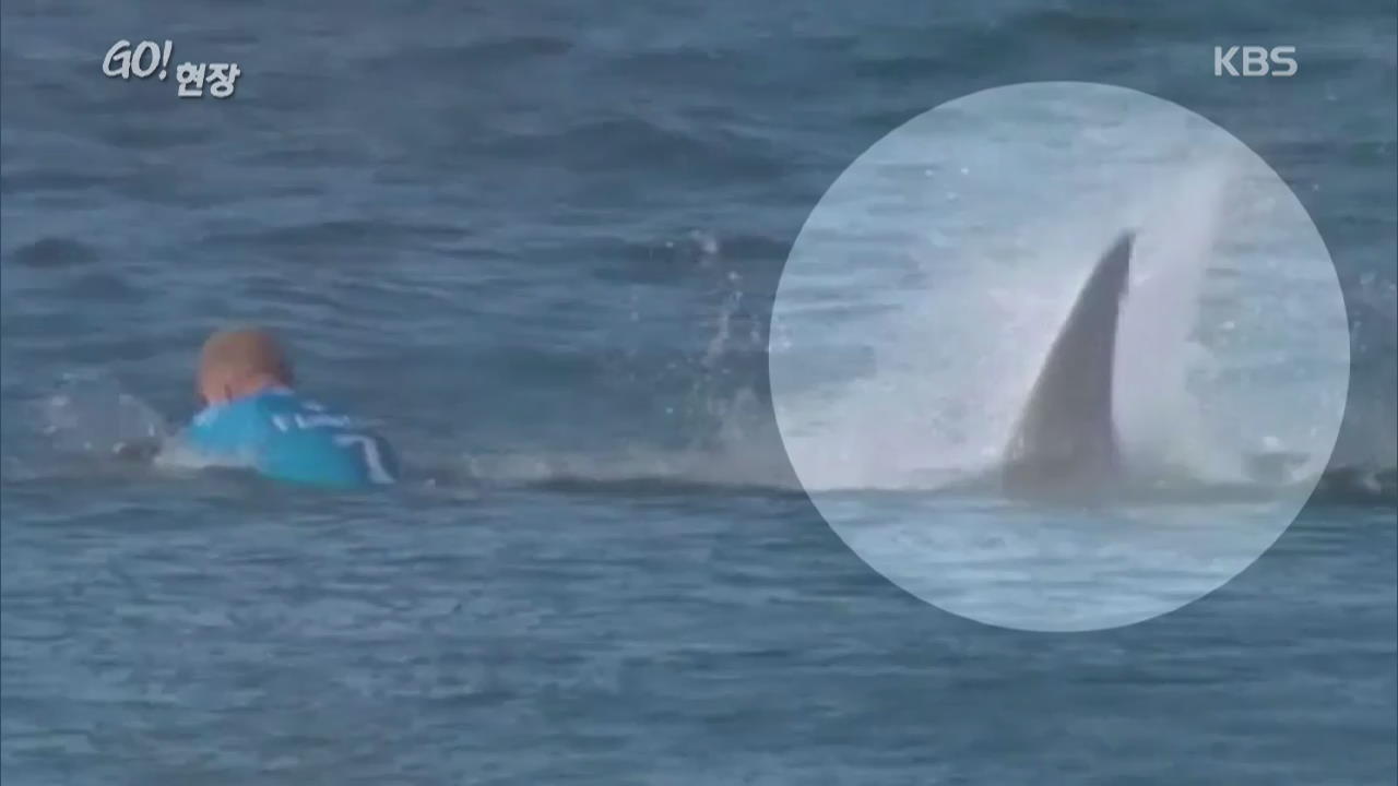 서핑 도중 만난 상어…맨주먹으로 대결?