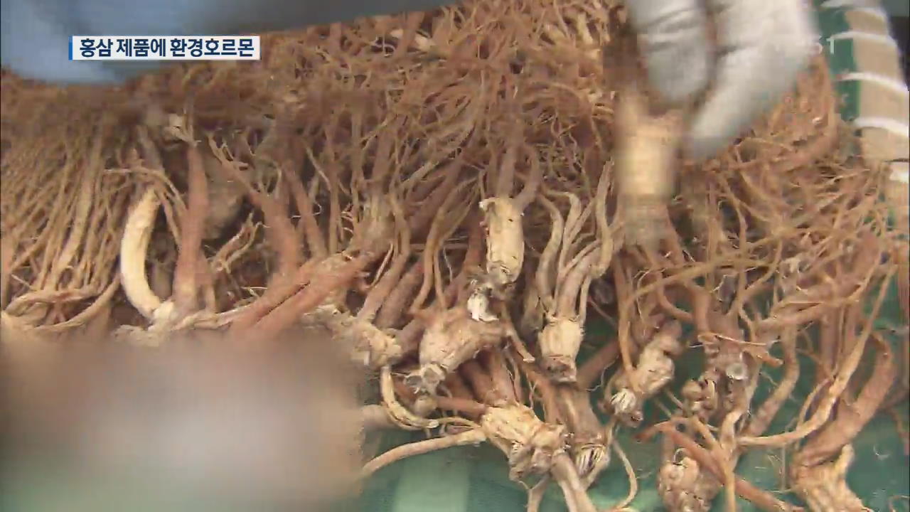 홍삼 제품서 환경호르몬 다량 검출…식약처 “안전에 문제 없어”