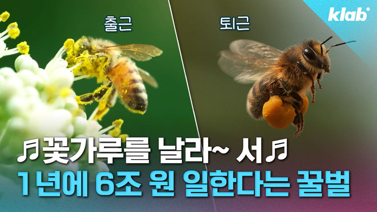 [크랩] 1년에 ‘141억’ 마리?…꿀벌 실종에 난리난 농촌 근황