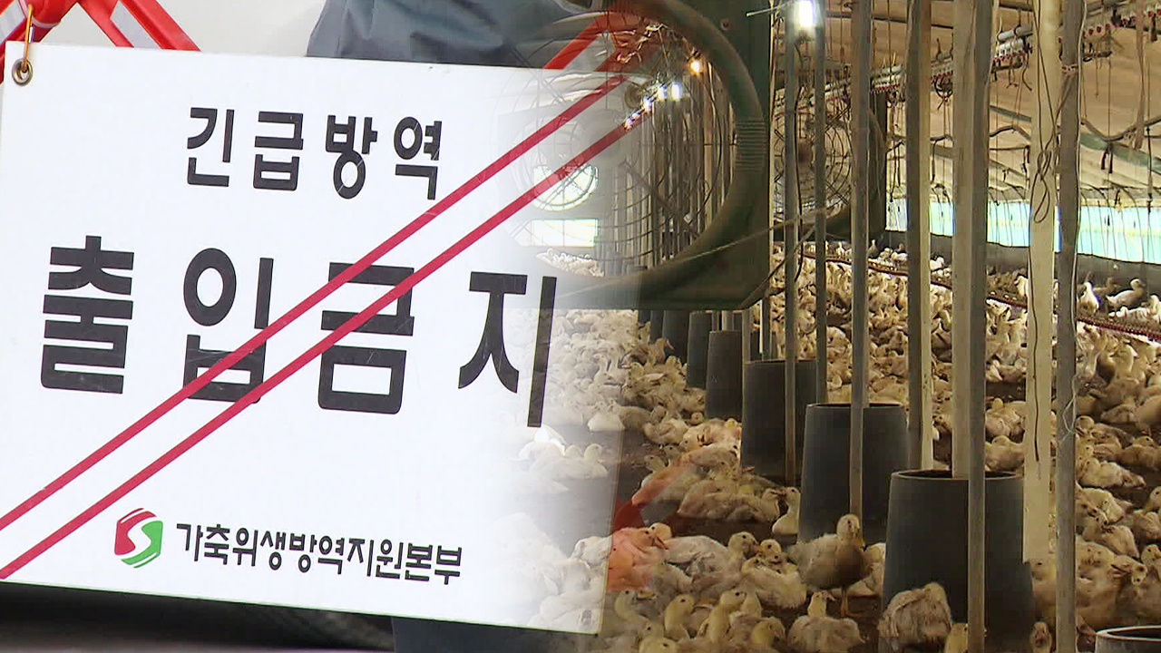 고흥 오리농장서 이번 겨울 첫 고병원성 AI 확진