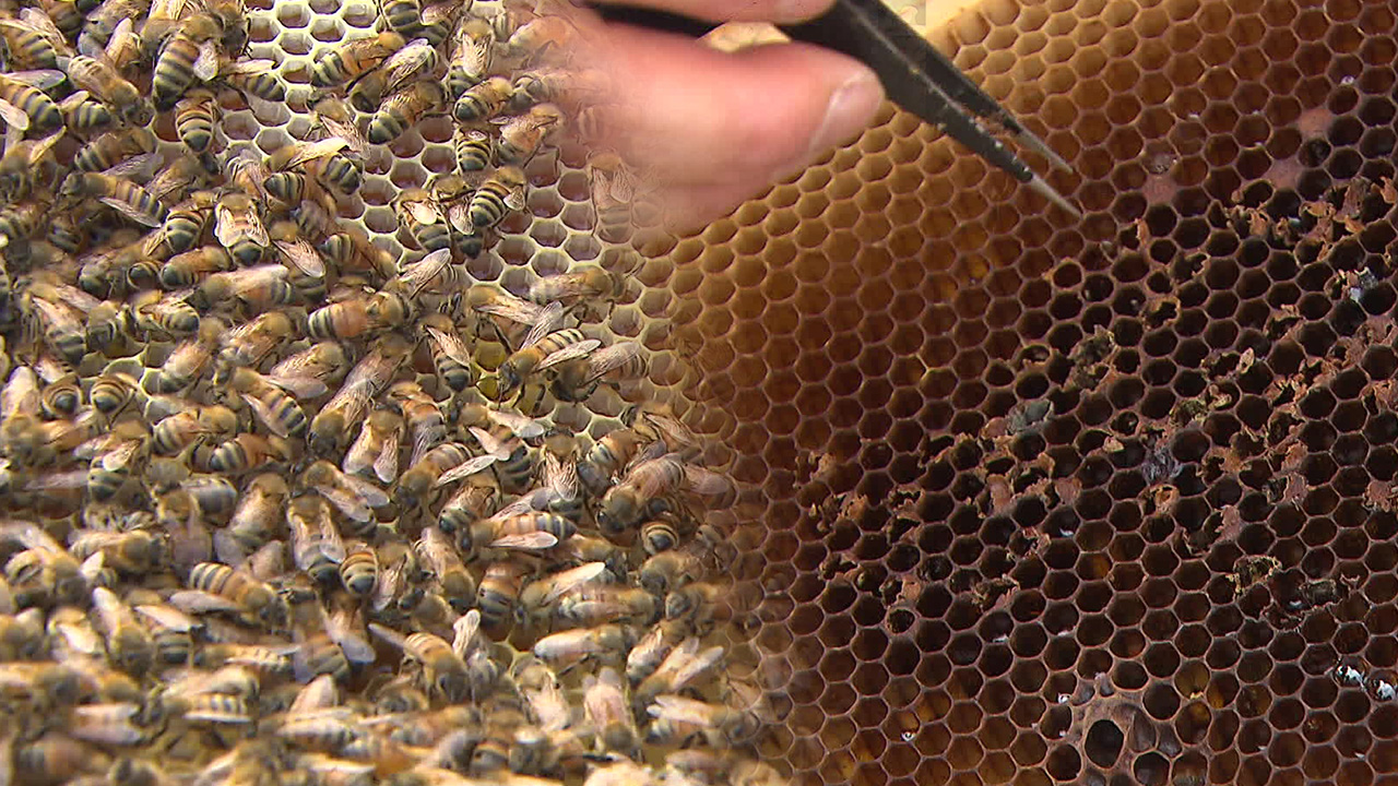 사라지는 꿀벌…“폭염·폭우도 영향”