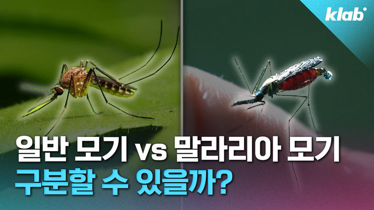 [크랩] 무려 고려 시대에도 있었다는 말라리아? 퇴치 왜 어려울까?ㅠㅠ