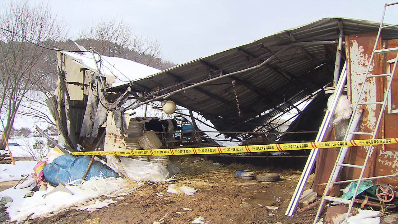 Heavy snow damages farms