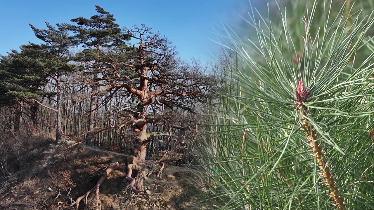 Rapidly dying Korean pine trees