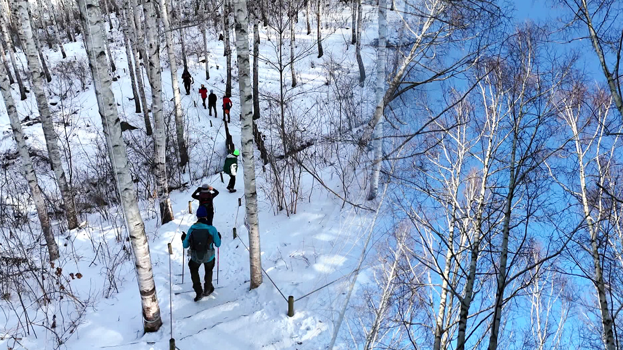 Winter of Wondaeri Birch Forest