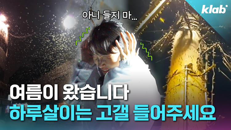 [크랩] “하루살이도 이건 못 참지”…신개념 퇴치법 등장
