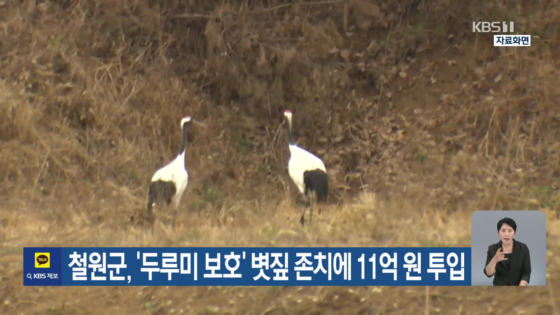 [기후는 말한다] 철원군, ‘두루미 보호’ 볏짚 존치에 11억 원 투입