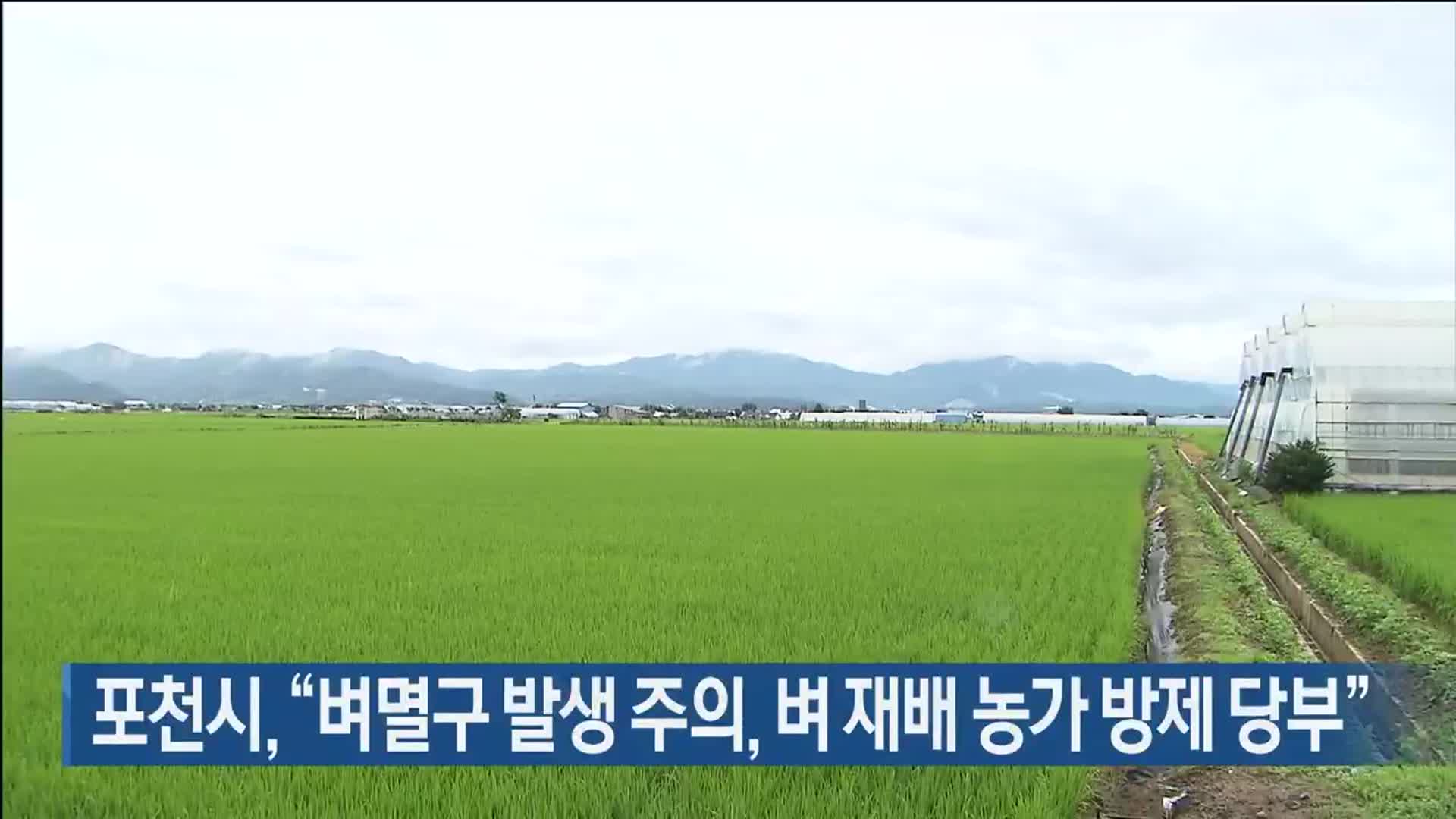 포천시, “벼멸구 발생 주의, 벼 재배 농가 방제 당부”