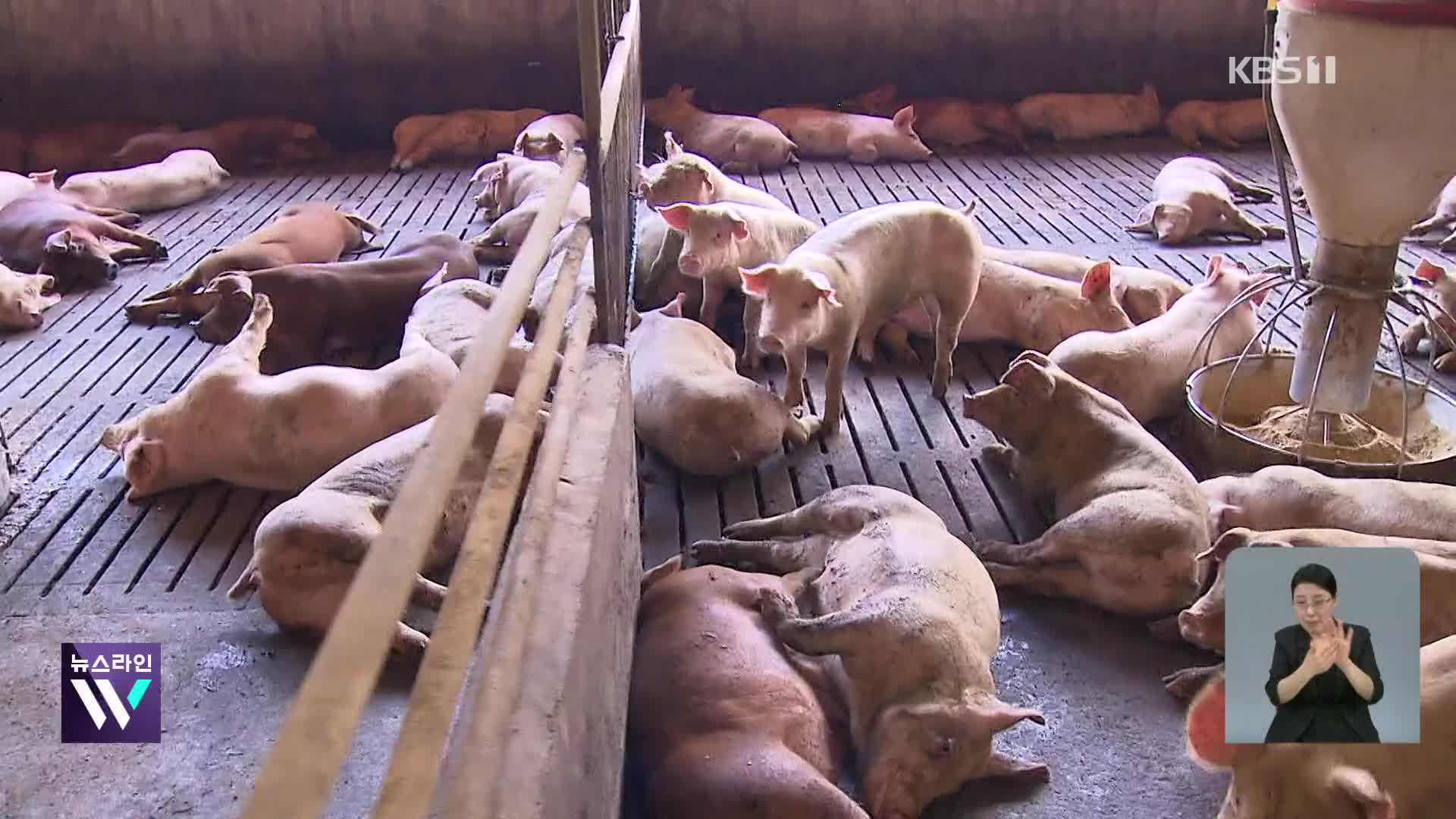 폭염에 가축 폐사 급증…“지난해보다 한 달 빨라”