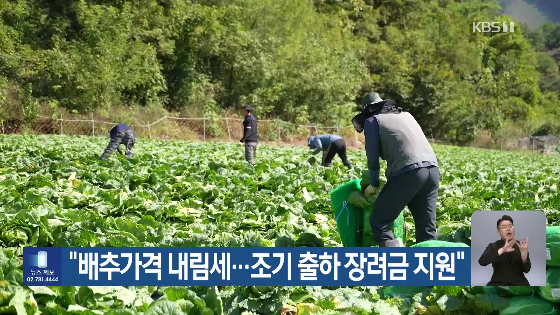 “배추가격 내림세…조기 출하 장려금 지원”