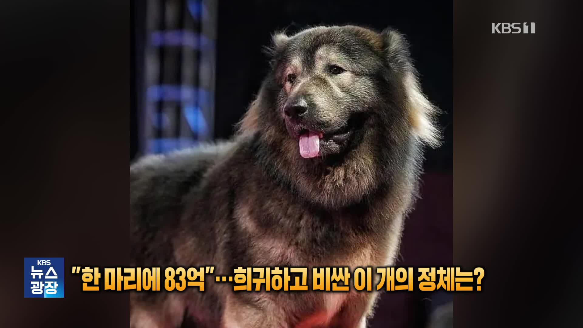 “한 마리에 83억”…희귀하고 비싼 이 개의 정체는?