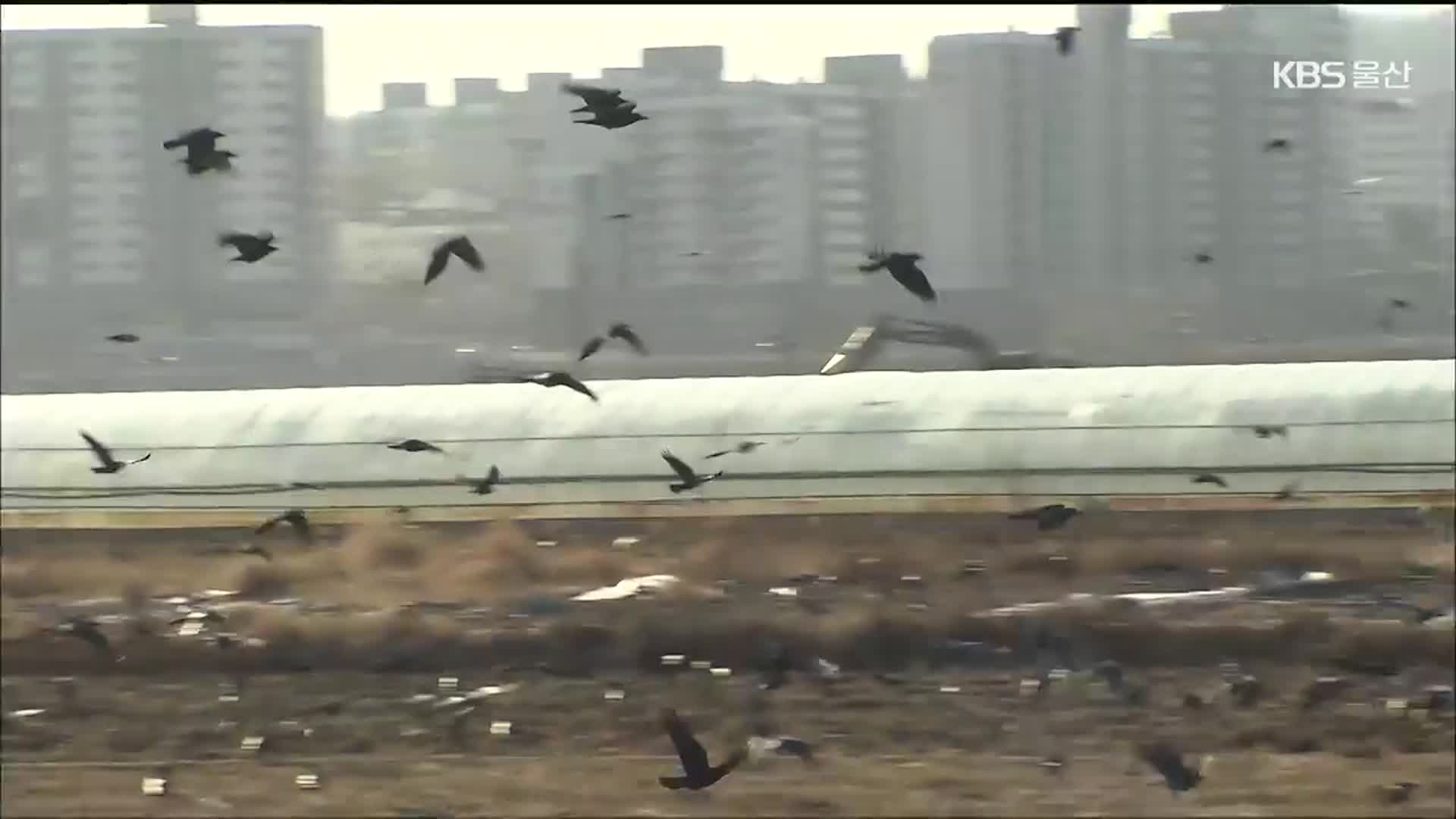 울산공항도 안심 못하는 ‘조류 충돌’…발생률 4위